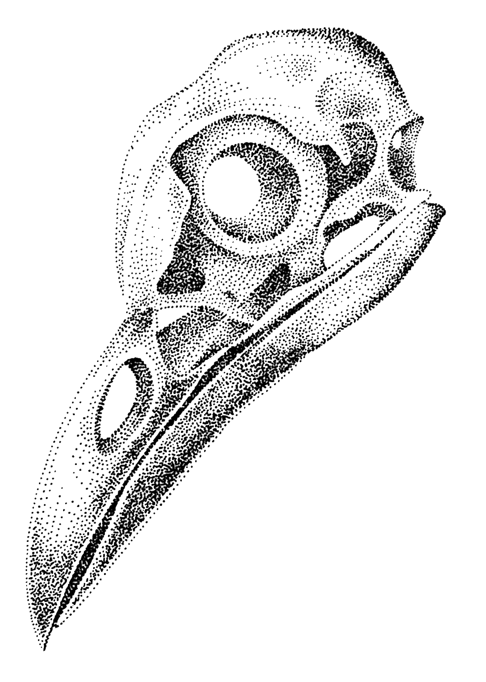 crow_skull